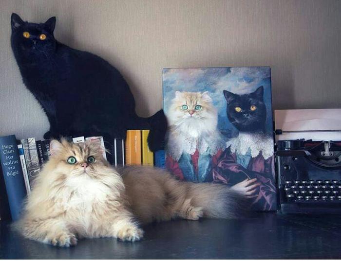 Cat portrait and models - cat, Portrait, Fluffy, Black cat, Painting, Drawing, Painting, 