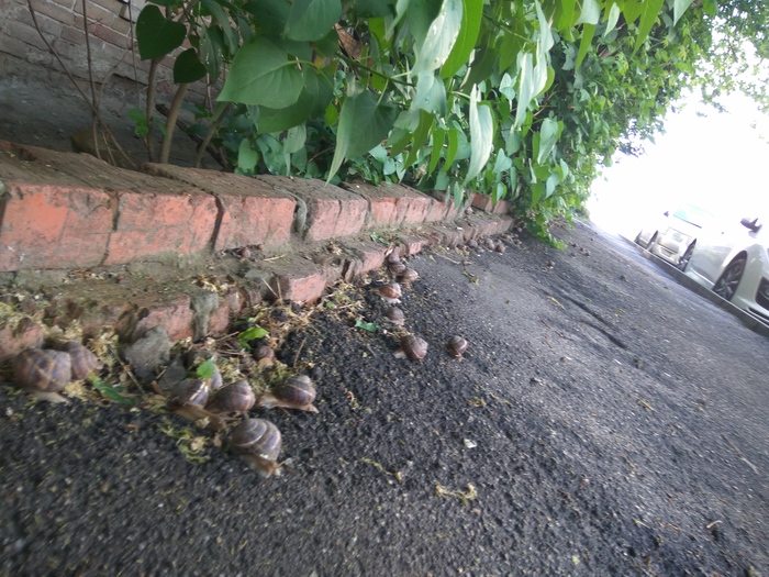 snail party - Krasnodar, Snail