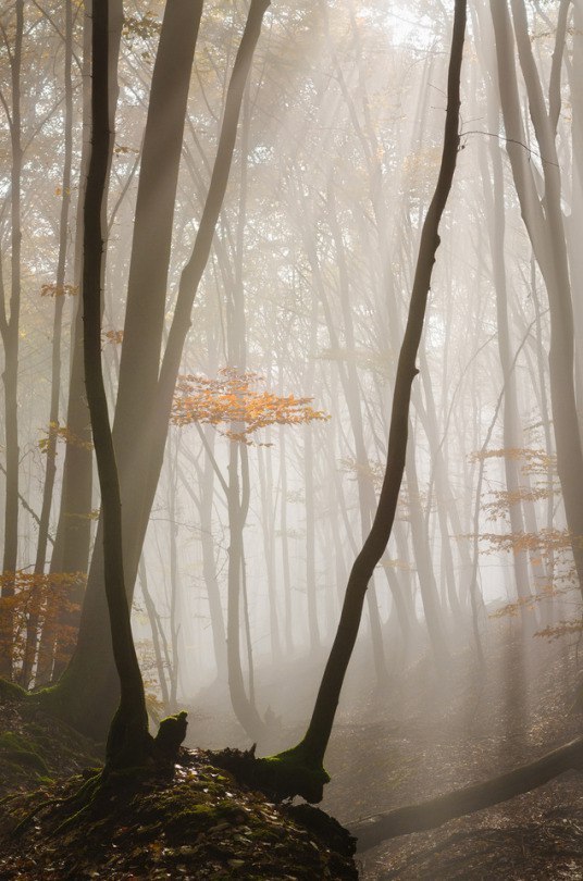 forest selection - Forest, The photo, Tree, Longpost