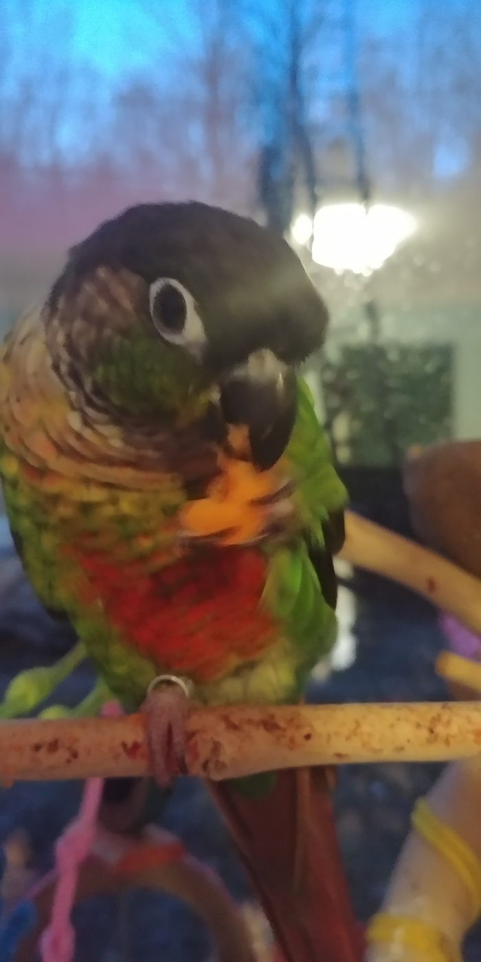 The parrot is eating carrots! - My, A parrot, Pyrrura, Carrot, Longpost