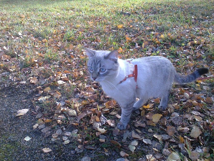 On a walk - My, My, cat, Walk, Leaves, 