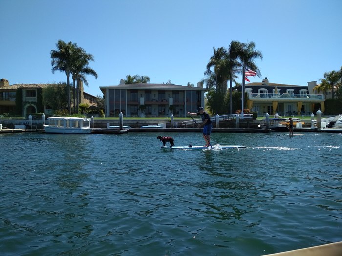 Dog walking in California - Dog, My, My, Surfing