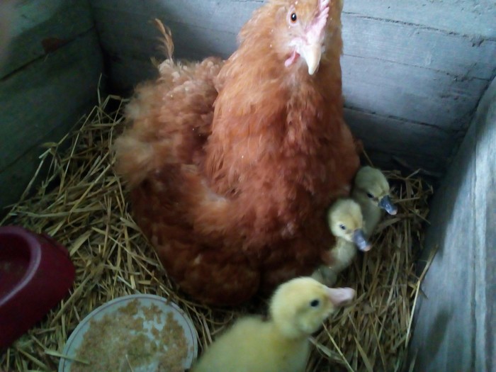 Дети - это счастье