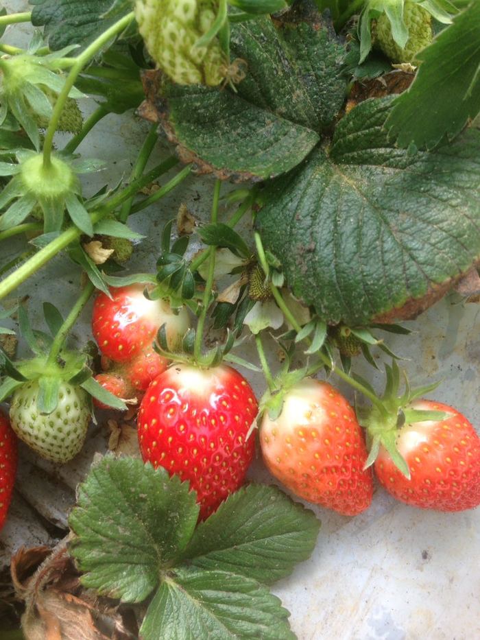 Strawberry - Berries, My, Strawberry (plant), Strawberry