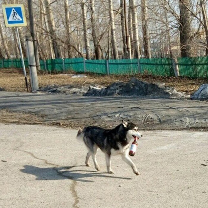 Когда лень идти в магазин за пивком..) - Собака, Лень, Фотография, Пиво, Друг