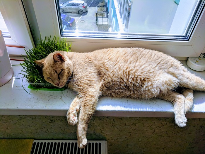 Spring - My, Spring, cat, Laziness