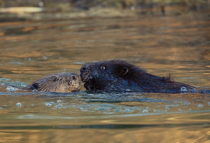 - You must survive, promise me Rose! - The national geographic, The photo, Beavers, Titanic, Humor, Water