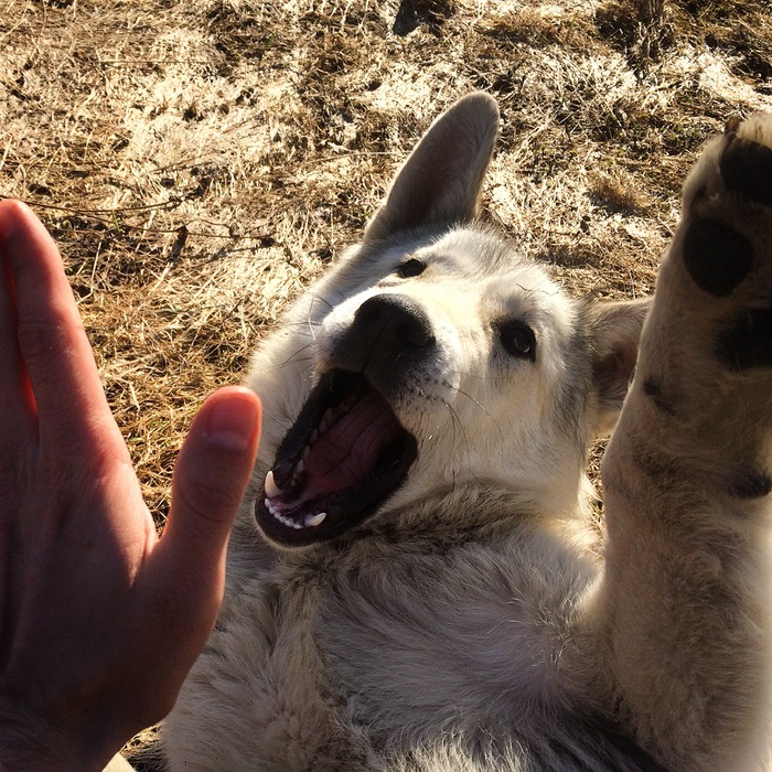 High five! - My, Summer is coming, Friends