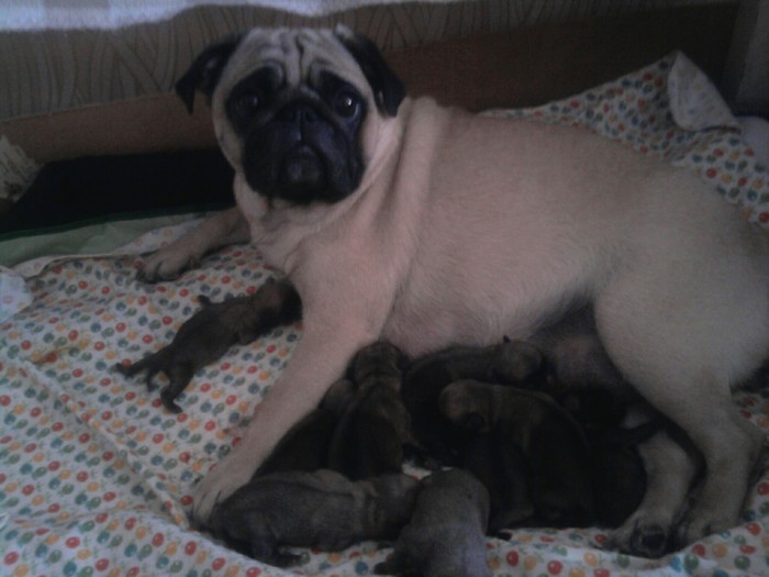 Pugs. - My, Pug, Dog, Puppies, Longpost