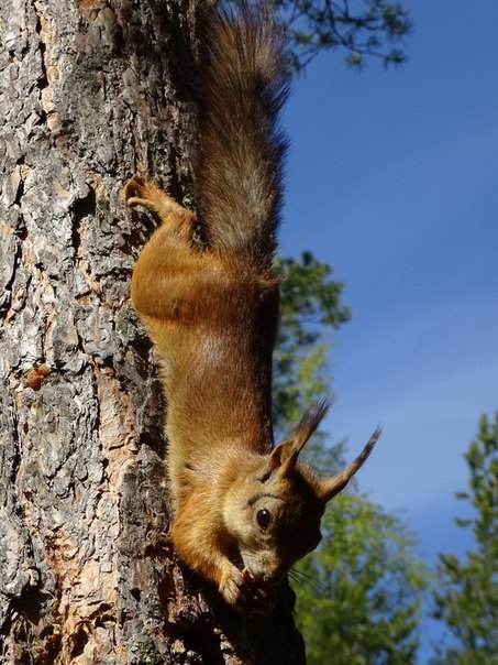 Vertical Limit - The photo, Squirrel, Forest, Nature, Summer, Paws