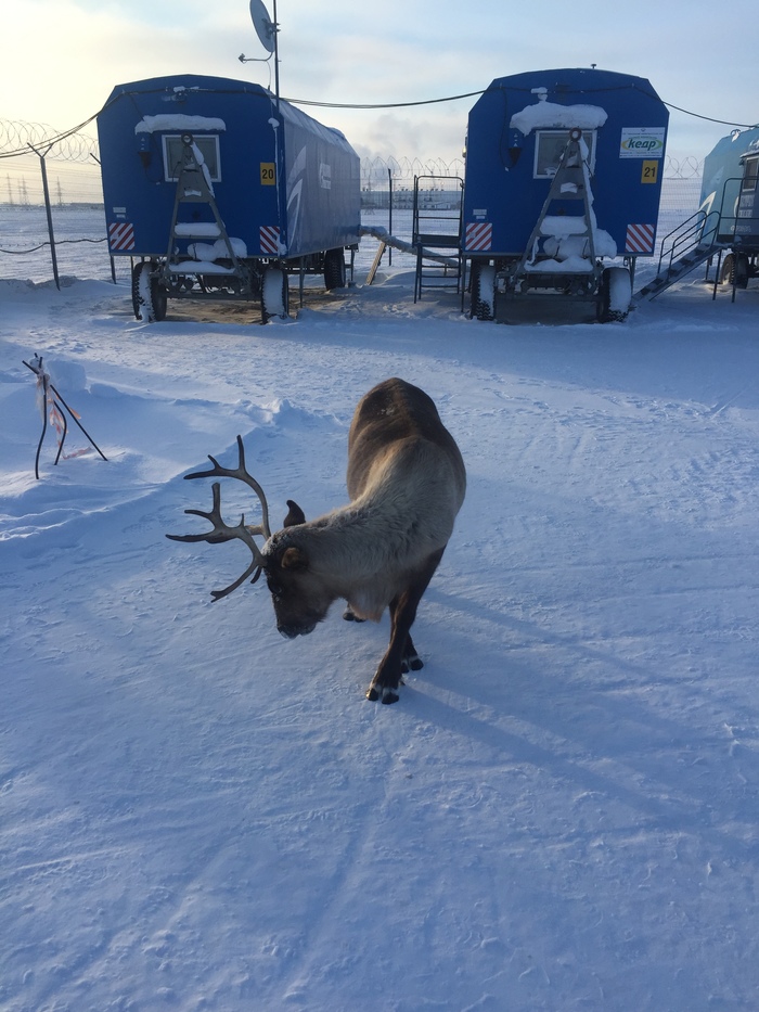 A reindeer came to the Rotational Camp in the middle of the tundra to take a picture! - My, Deer, Tundra, North, Novy Port, Khanty, Nature, Oil workers, Longpost, Deer