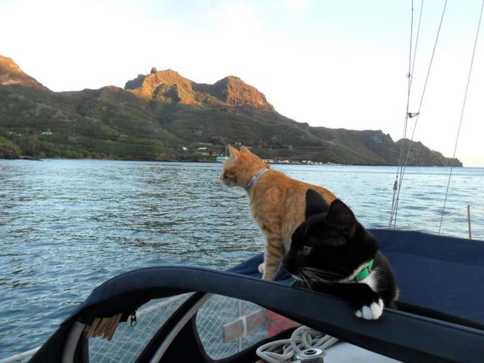 Кошки на борту яхты в дальнем плавании. Часть 3 navigatorpirate, морские рассказы, яхта, путешествие на яхте, путешествия, кот, длиннопост