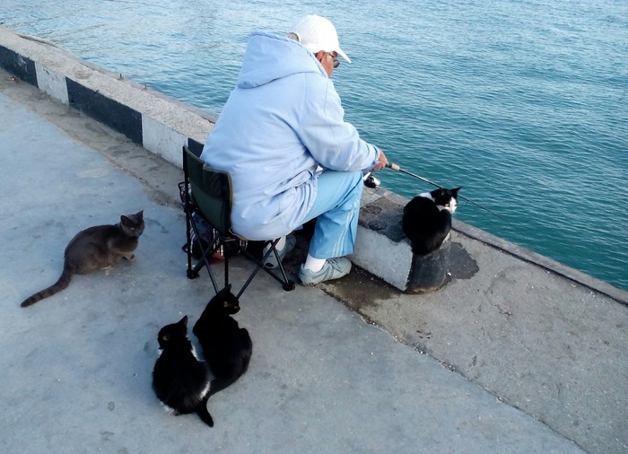 Catch a fish, big and very big! - My, cat, Fishing, Embankment