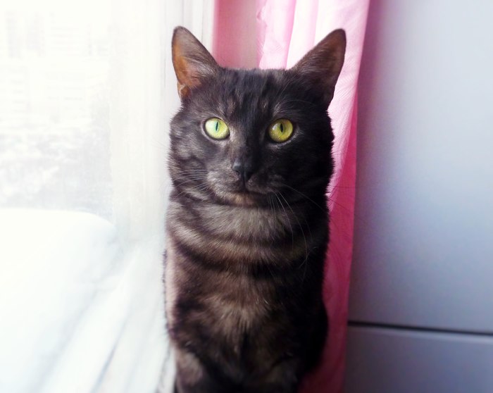 Gorgeous Dart is looking for a home! - My, cat, Kindness, Is free, Moscow, Milota, Longpost, No rating