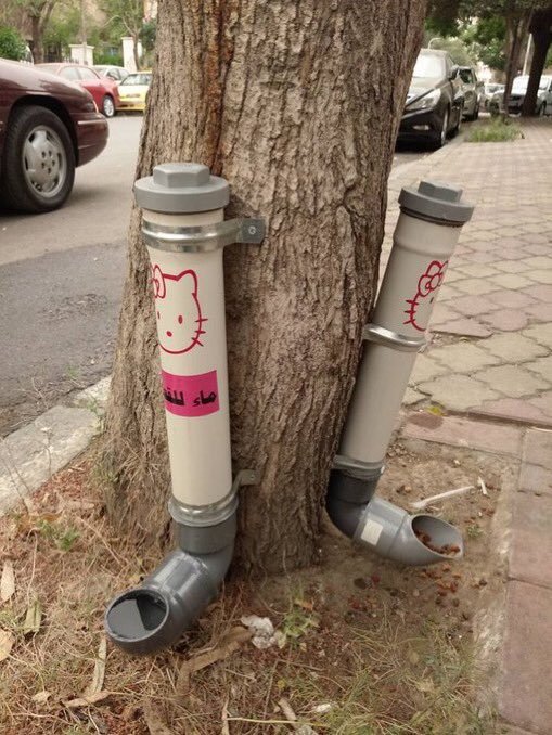 Street feeders and drinkers for cats in Damascus - cat, People and cats, Trough, Drinking bottle, Longpost