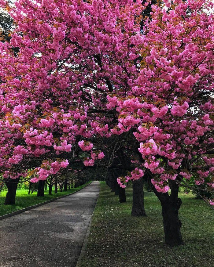 Vorontsovsky Park - My, Bloom, Spring, Simferopol, Sakura, Vorontsovsky Park
