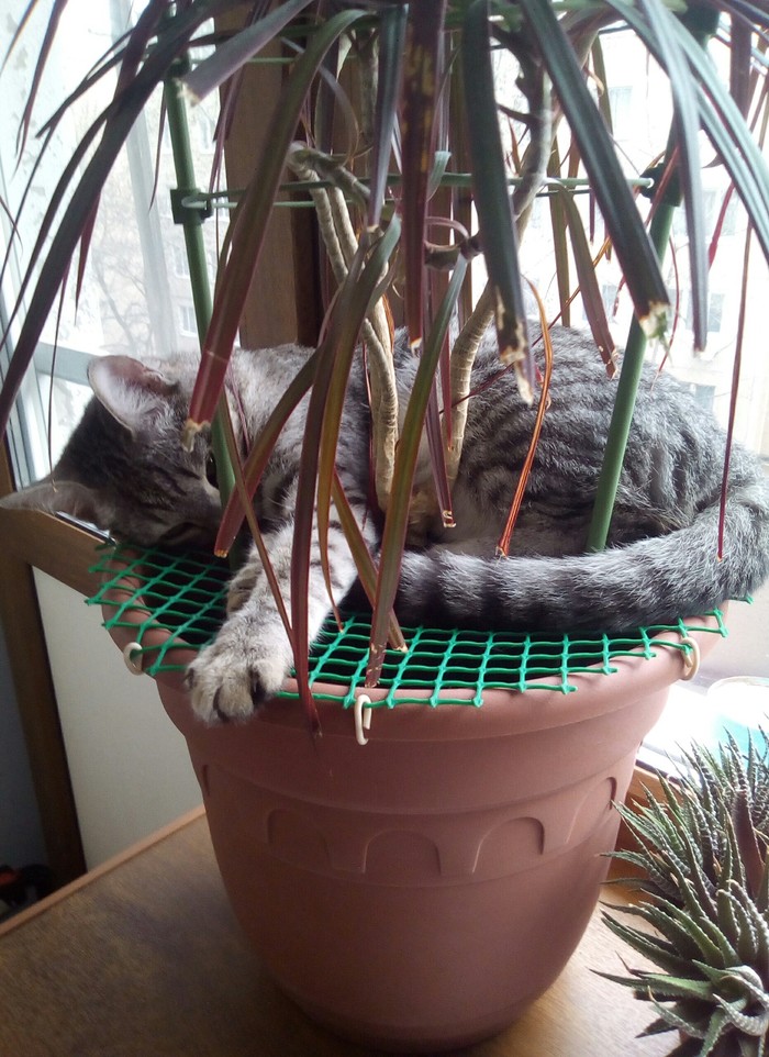 Cat protection. - My, Houseplants, Animals, cat, The photo