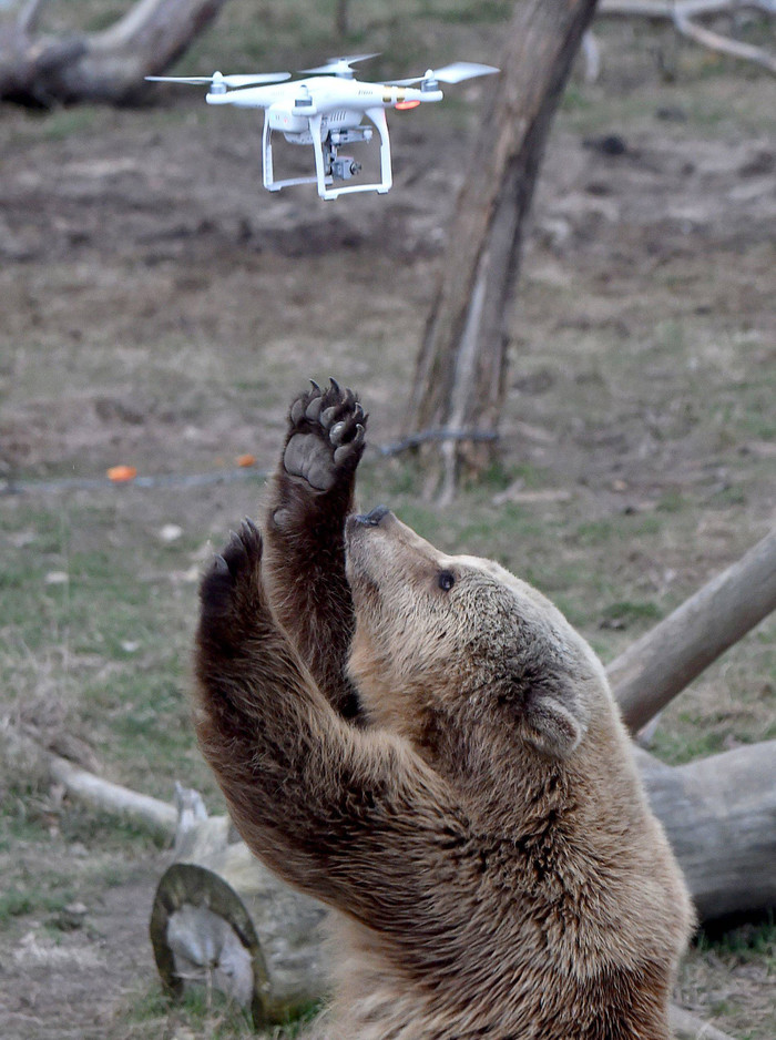 Bear and quadcopter - Animals, The Bears, Technics, Quadcopter, The photo