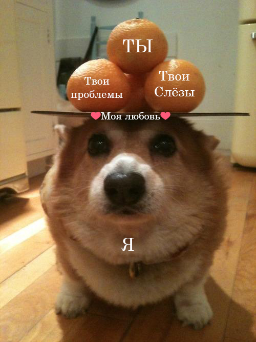 No one on the internet knows that I am a dog. - Corgi, Dog, Picture with text