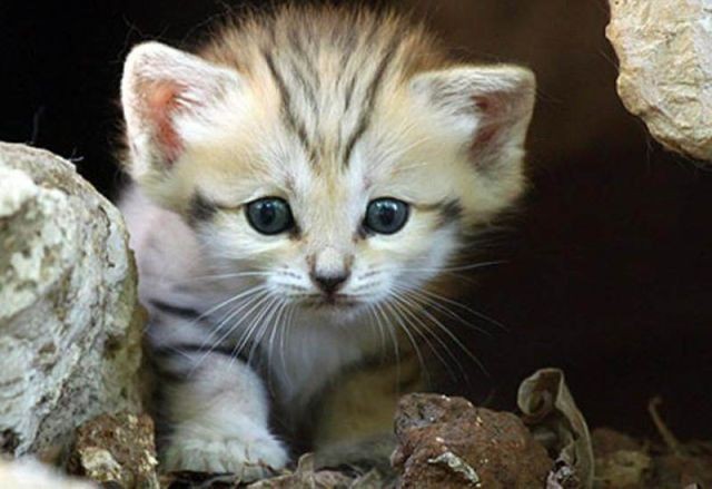 sand cat kitten - cat, The photo, Wild animals, Longpost