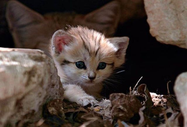 sand cat kitten - cat, The photo, Wild animals, Longpost