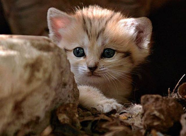 sand cat kitten - cat, The photo, Wild animals, Longpost