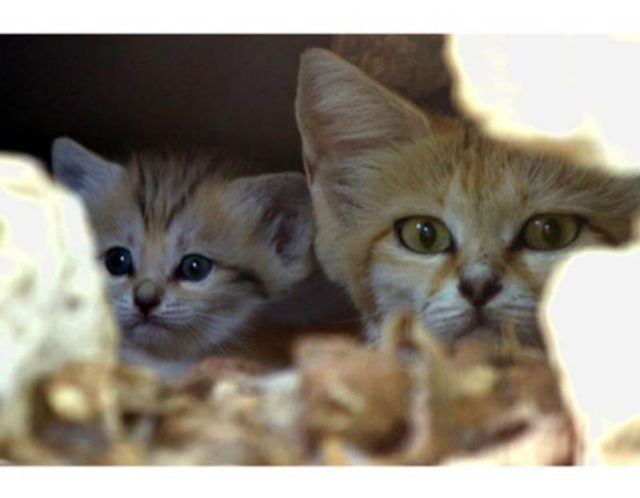 sand cat kitten - cat, The photo, Wild animals, Longpost