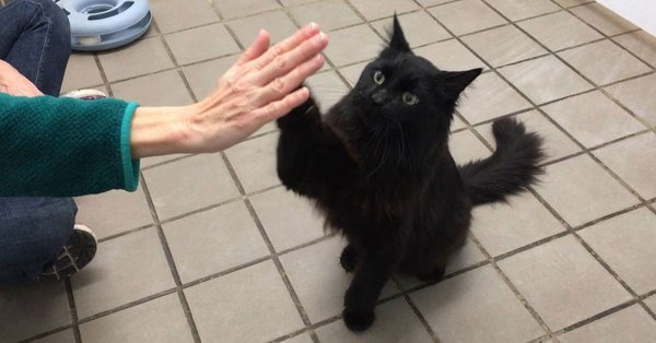 Gimme five, friend! - cat, High five, Trick, Education, Longpost