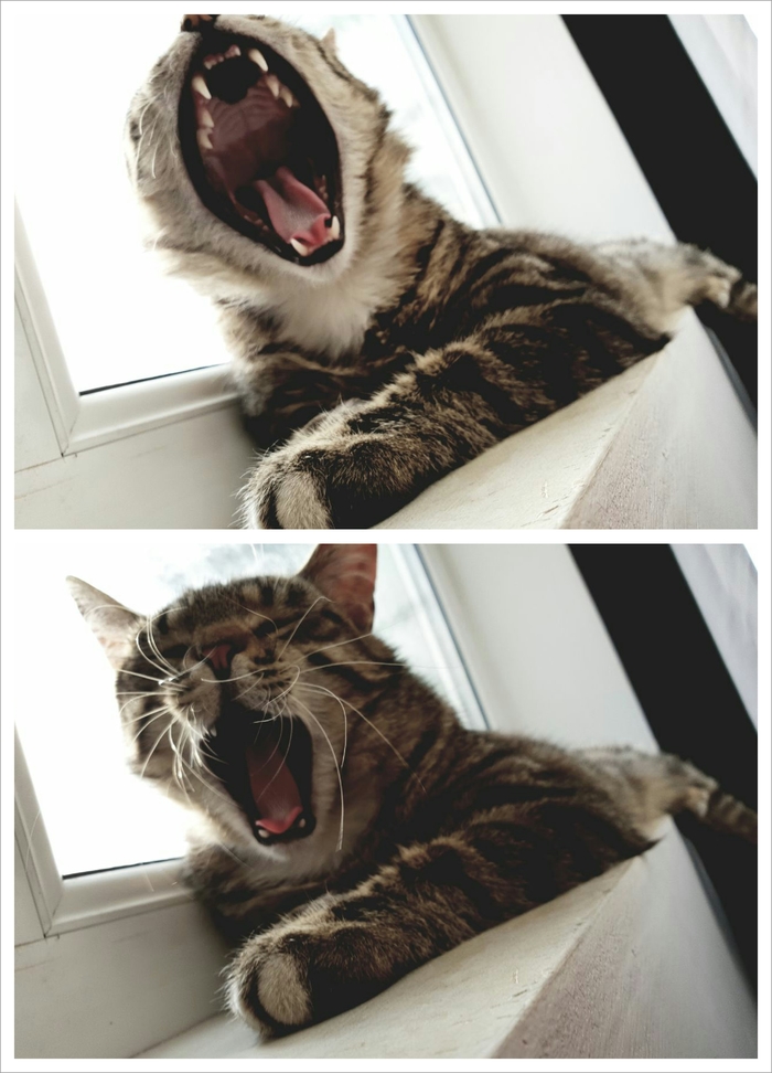 Good morning! - My, Morning, cat, Yawn, The May holidays