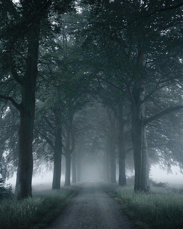 Foggy morning - Forest, Nature, Fog, Morning, Longpost