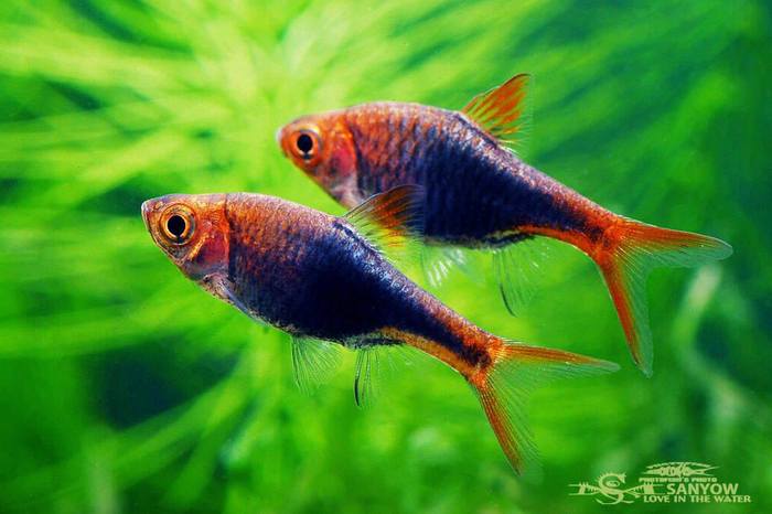 Trigonostigma heteromorpha var