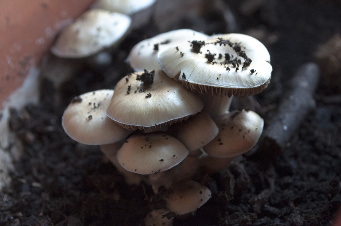 What are these mushrooms - Help, Mushrooms, My, No rating