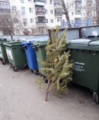 April 28 - another weakling surrendered (Omsk) - People, Weakling, Christmas trees, Omsk