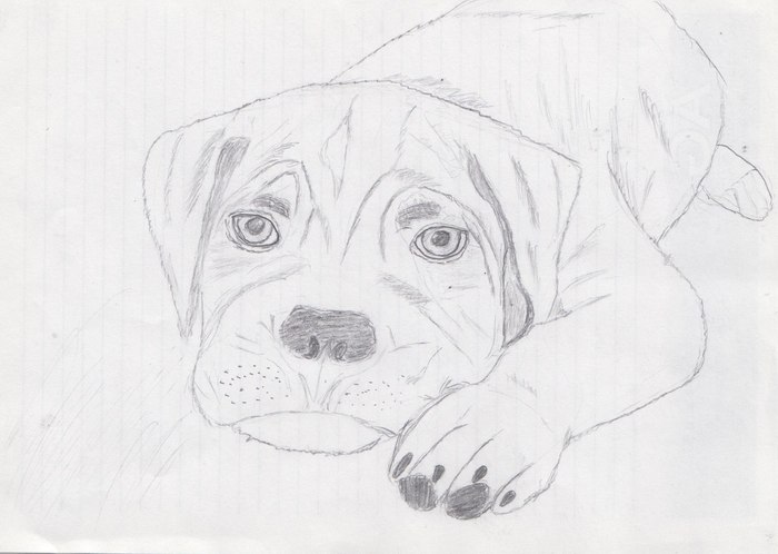 An attempt at drawing - Pencil, Sketch, My, Puppies