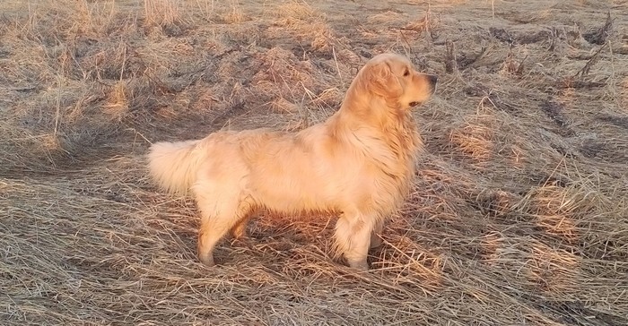 My dog - My, Dog, Golden retriever, Longpost