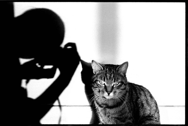 Black & White - cat, Black and white photo