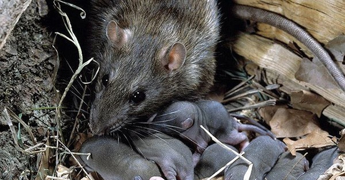 Сколько мыши. Серая крыса Rattus norvegicus. Серая большая крыса Пасюк. Детеныш Земляной крысы. Мышь полевка выводок.