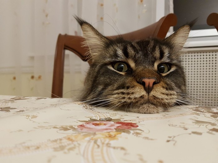 Tired - My, cat, Maine Coon