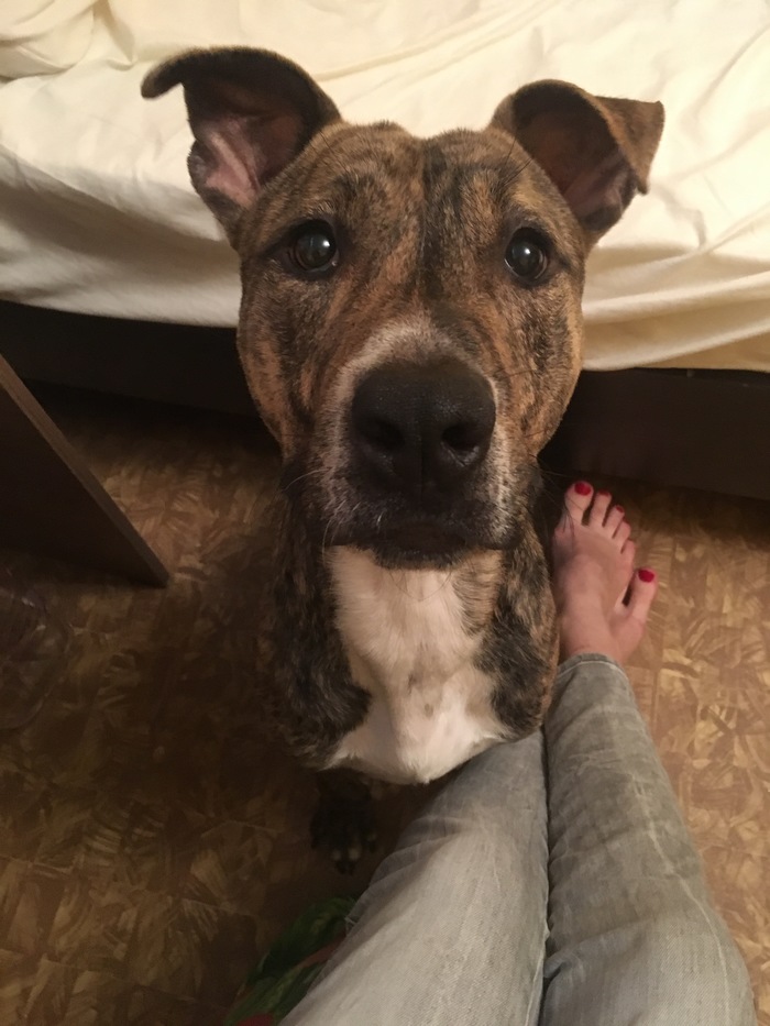 How to refuse these eyes - My, Dog, Amstaff, Eyes, Pets, 