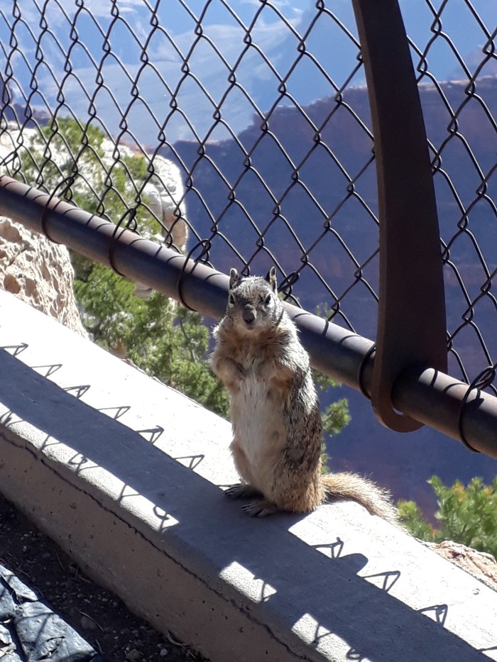 Squirrel and Grand Canyon - My, Travels, USA, Squirrel, Chipmunk, Nature, beauty, , Longpost