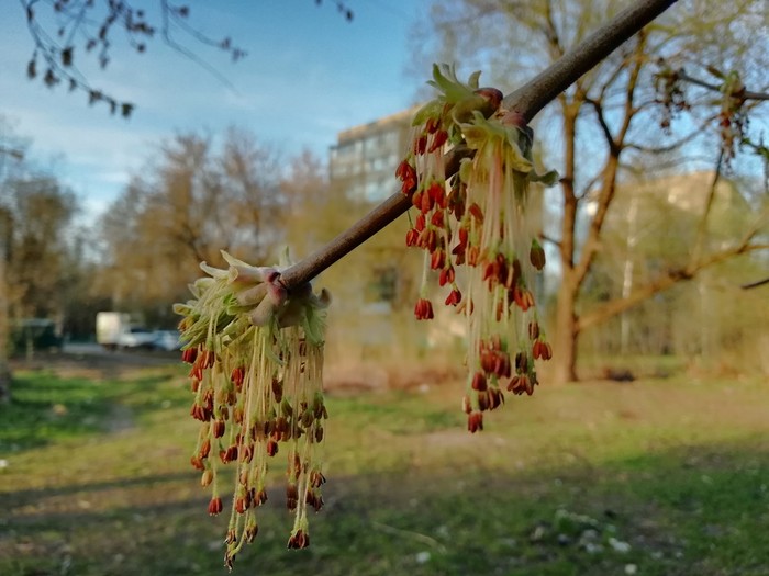 Жёлто-зелёные локоны - Ветка, Зелень, Весна