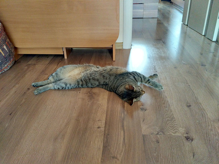 Another sleeping position - My, cat, , 