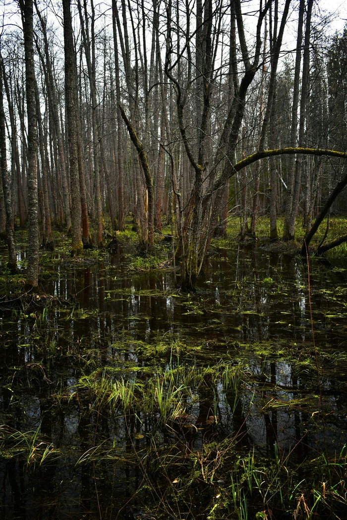 Swamps... finally got out into nature! The swamp kikimoras are about to come out))) Their very places - My, Swamp, Spring, Horror, I want criticism, Beginning photographer, Nikon d3400, Longpost