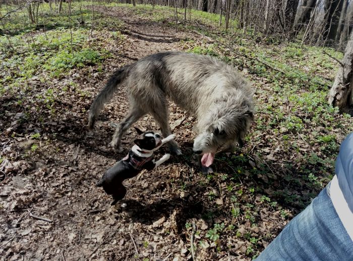 And who's the greyhound here? - My, Irish wolfhound, Dog, Puppies, Погоня, Greyhound, Video, Boston Terrier