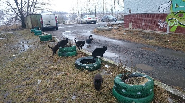 If a black cat crosses the road... - My, Catomafia, Animals, Lots of cats, cat