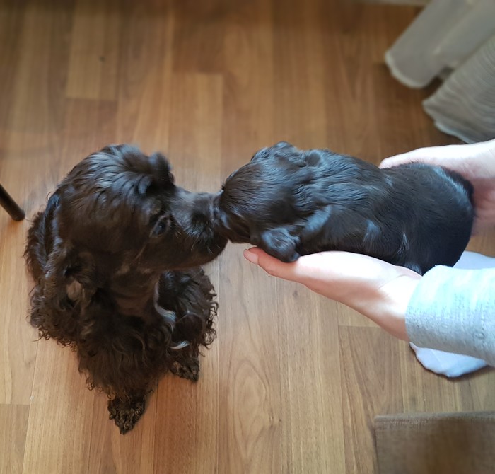 New addition to the family :) - My, My, Dog, Puppies, Milota, Cocker Spaniel, Nyasha, Longpost