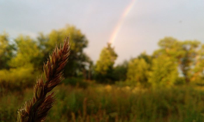 Rainbow - Rainbow, Spikelet