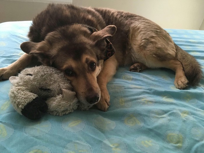 Dog - Dog, Soft toy, Bed, Reddit