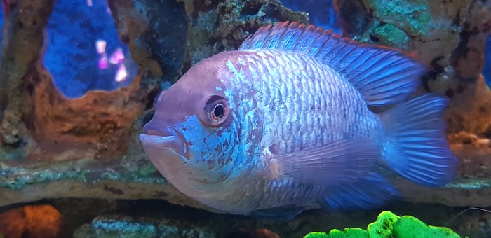 Nannakara Blue neon. - My, Aquarium, Cichlids, A fish