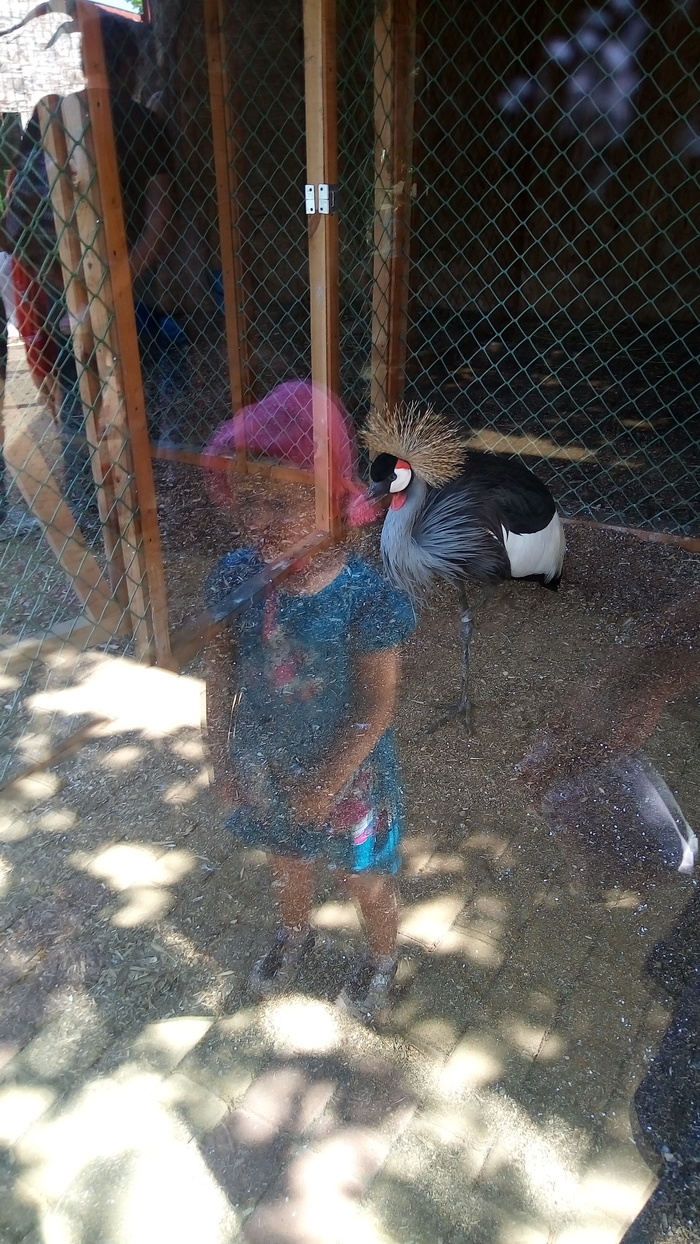 Hologram or optical illusion - My, Zoo, The photo, Daughter, Glass